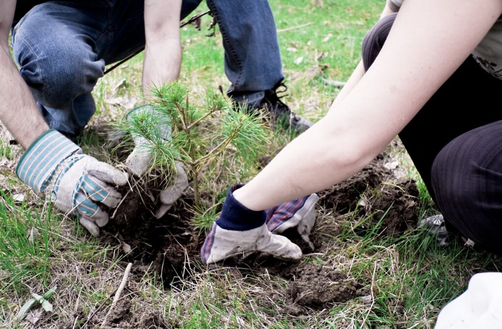 how can we save forests