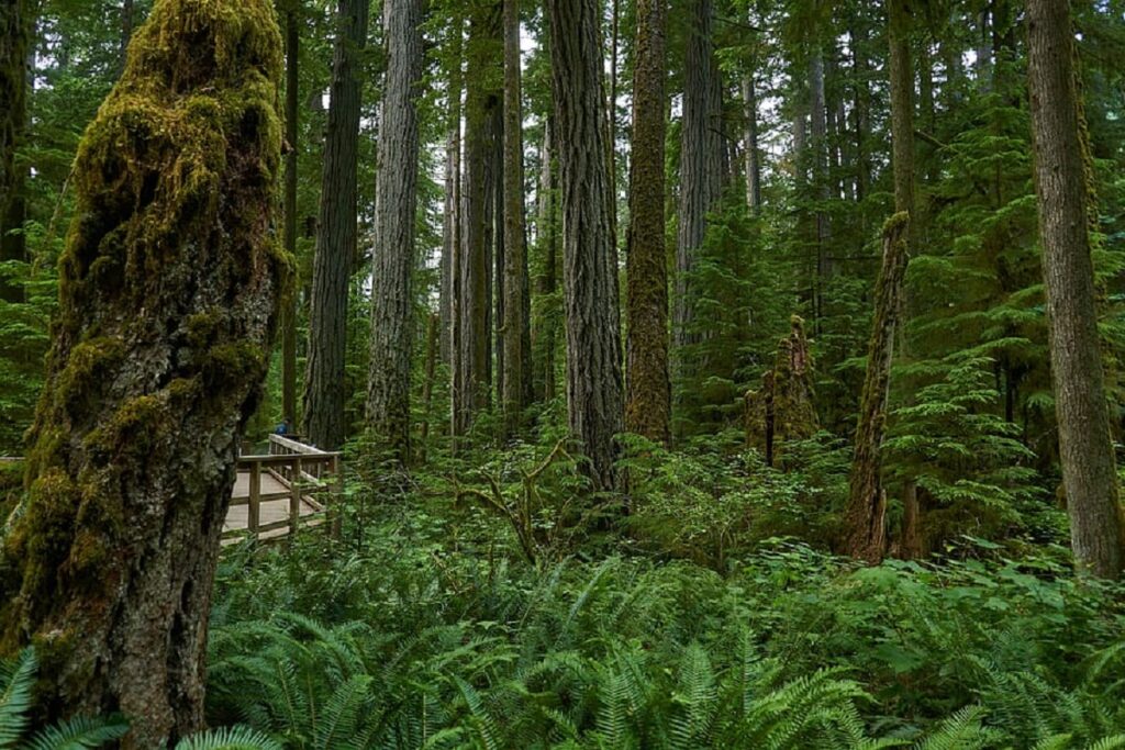 rainforest fun facts