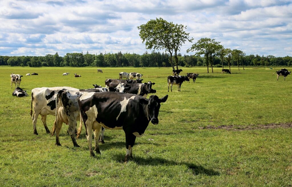 livestock ranching