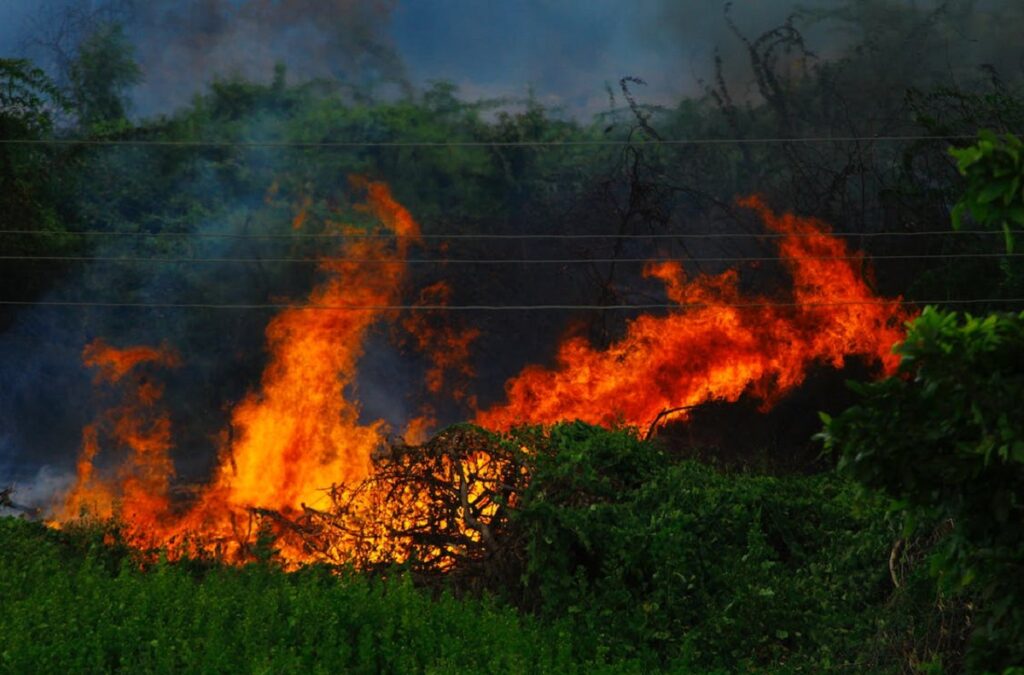 what does deforestation cause