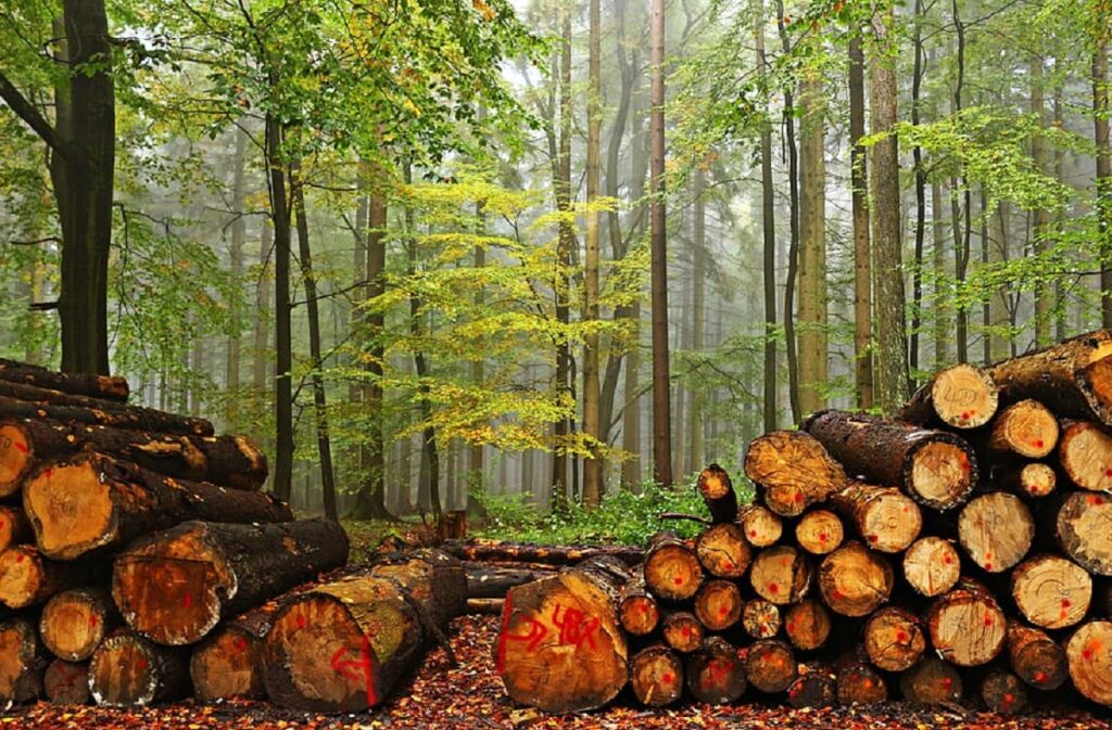 what does deforestation do