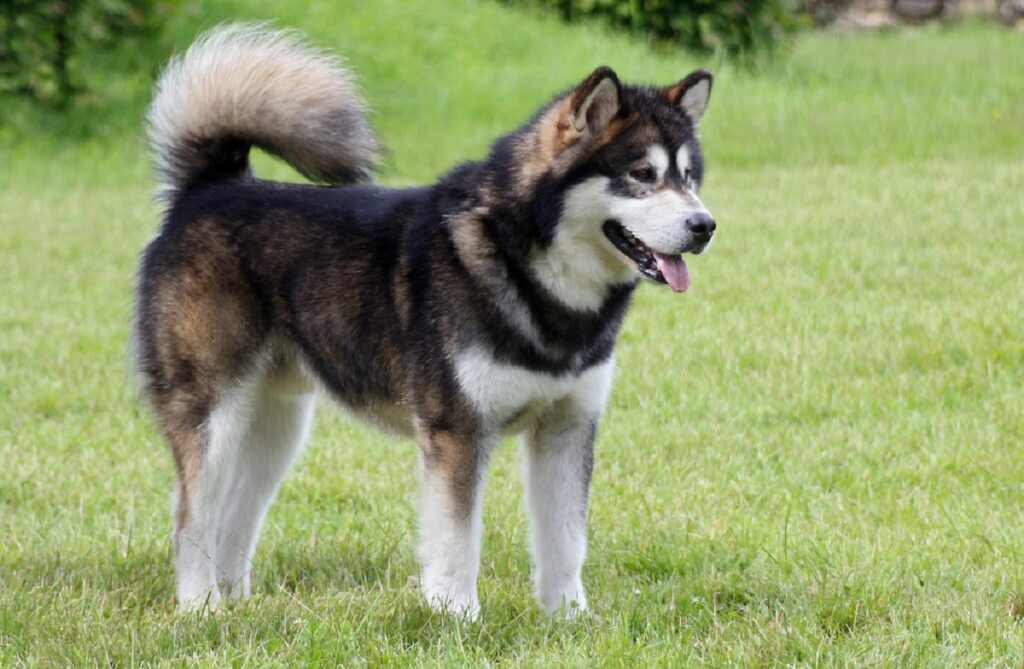 a wolf dog