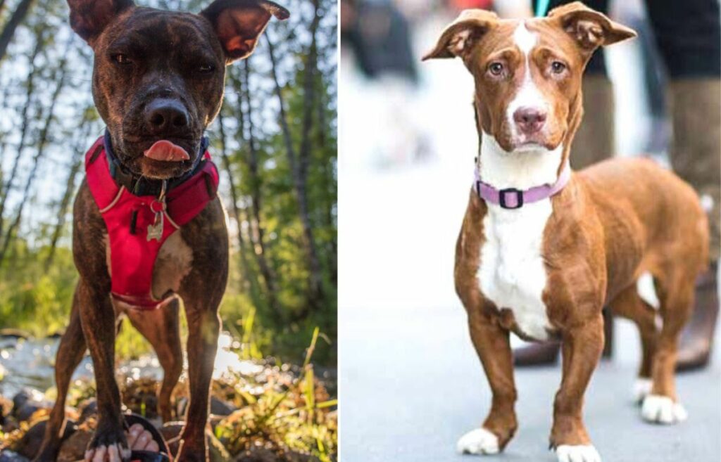 pit mix dogs