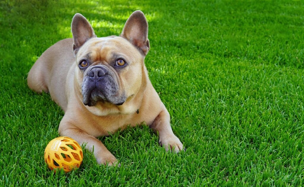 picture of a dog