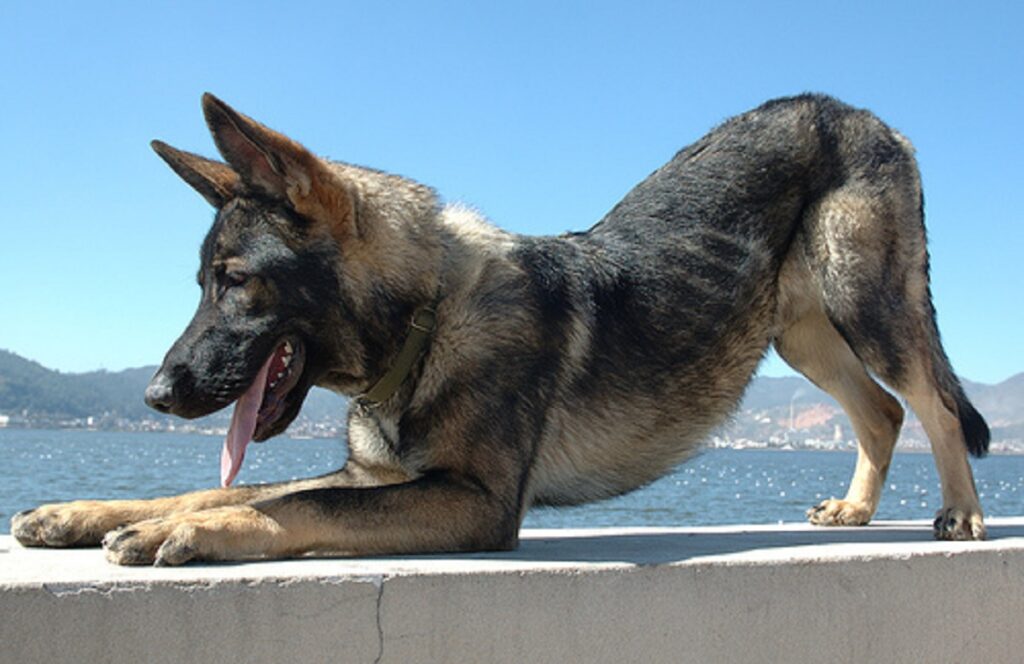 hybrid wolf
