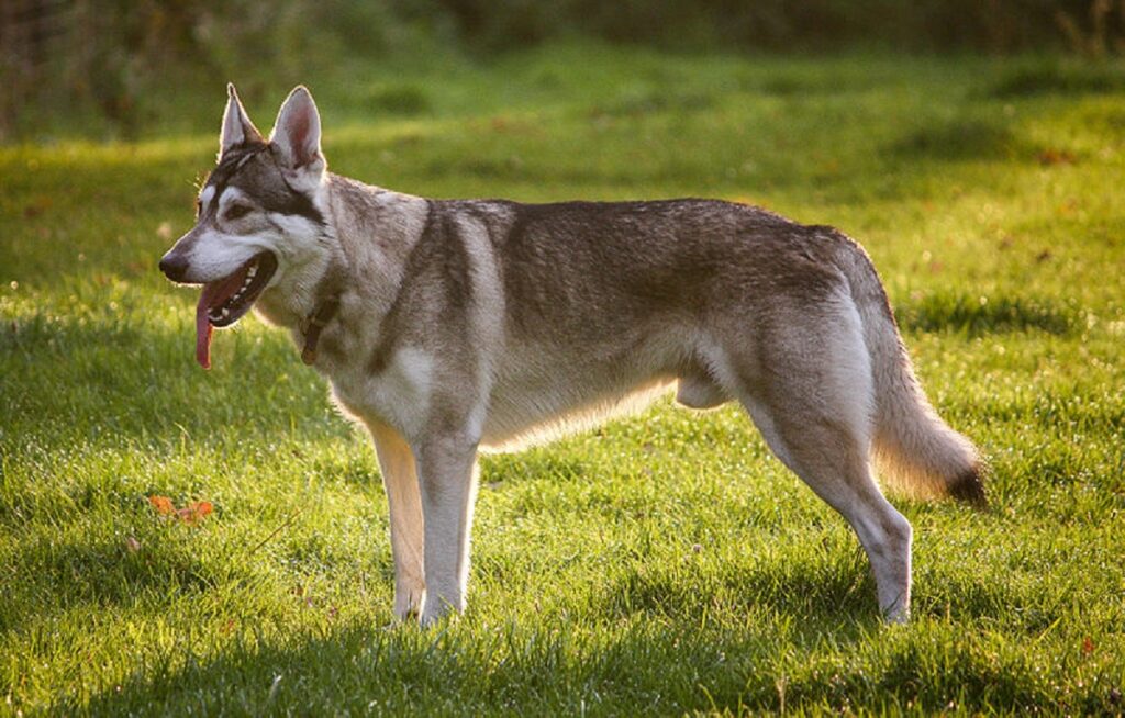 dogs mixed with wolf