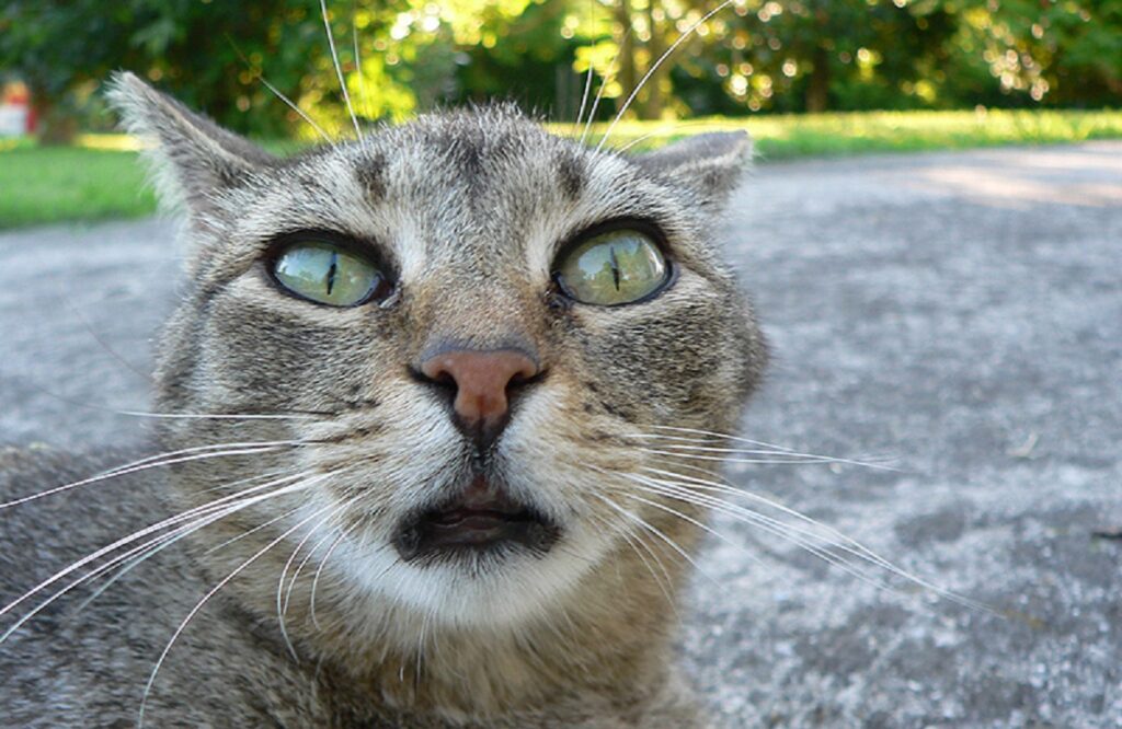 fact about cats