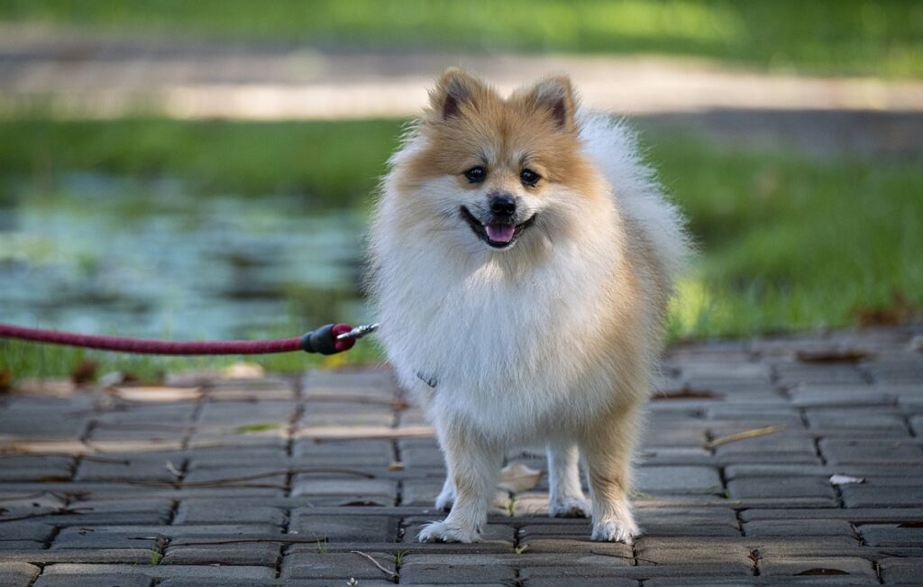 adorable dog breeds