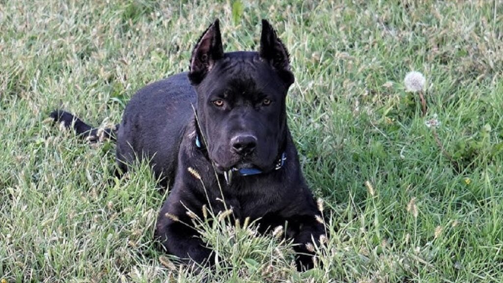 all pitbull breeds