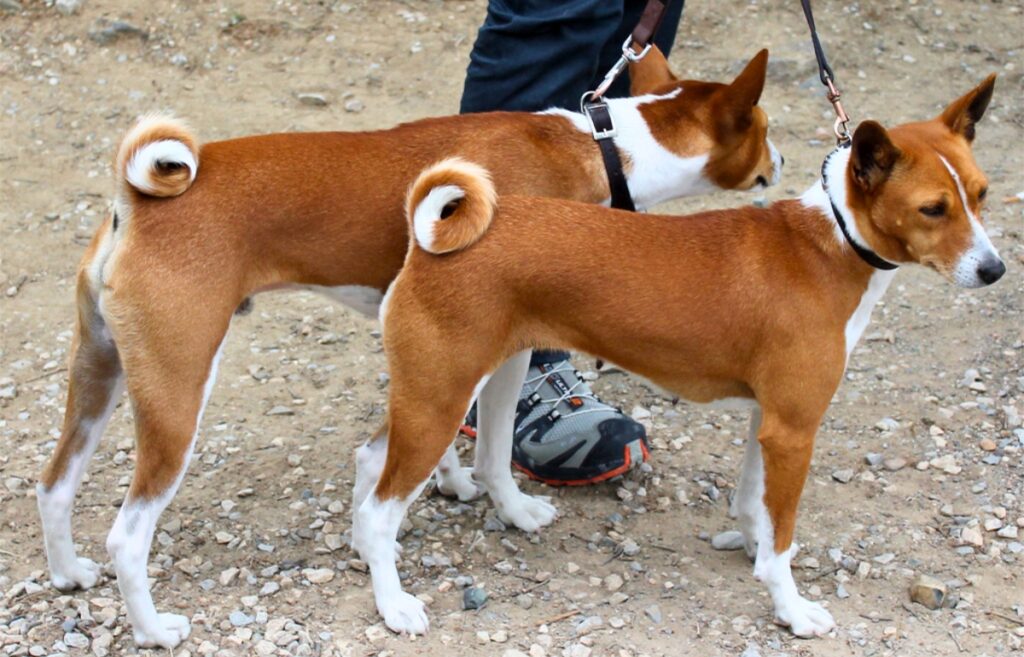 small medium dogs