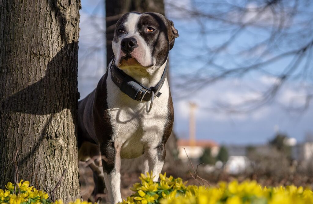 best breed for service dog