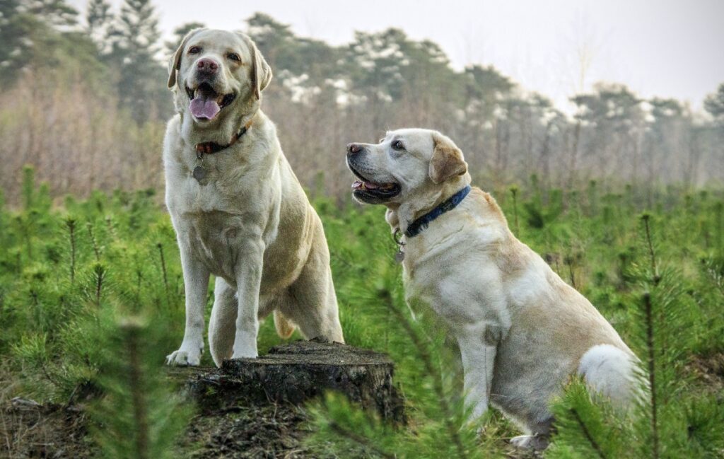 best breeds for service dogs