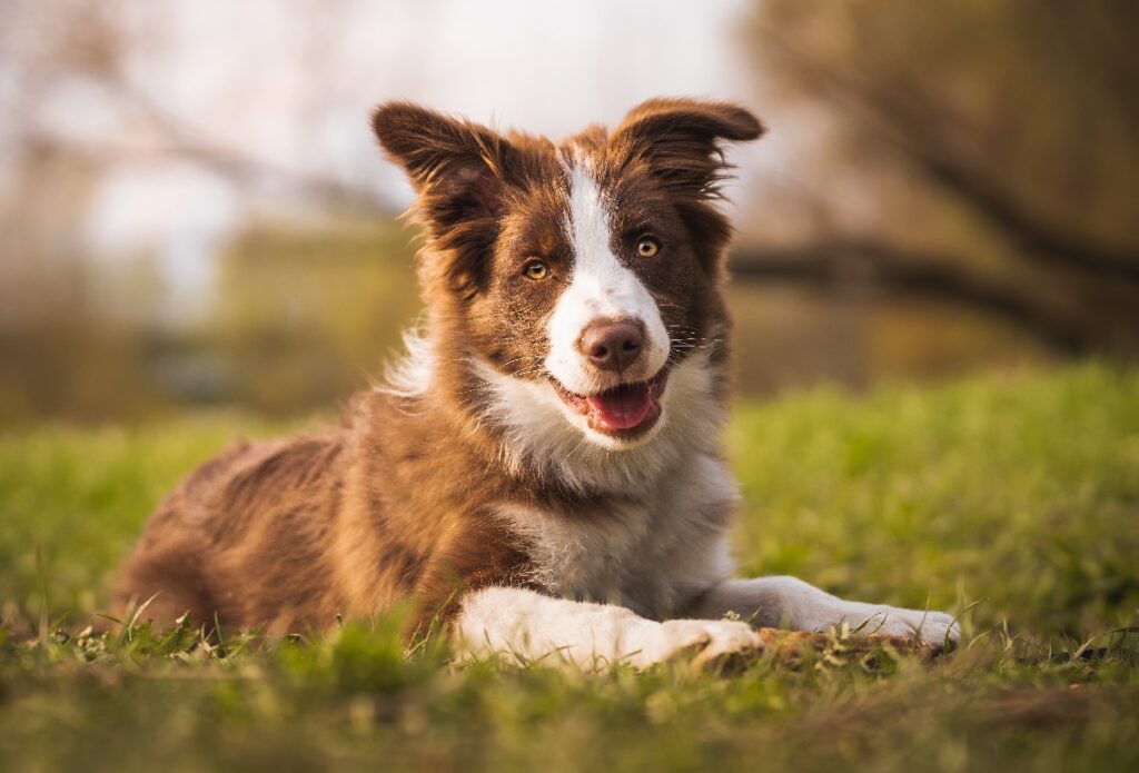 best dog for service dog