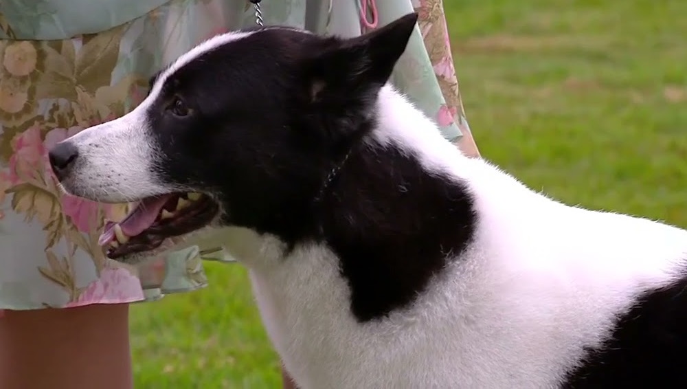 black and white dog images