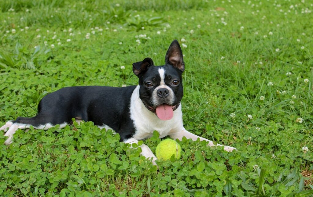 black and white dogs breed