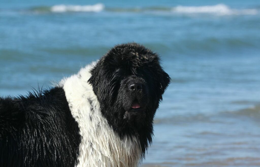 black and white long haired dog
