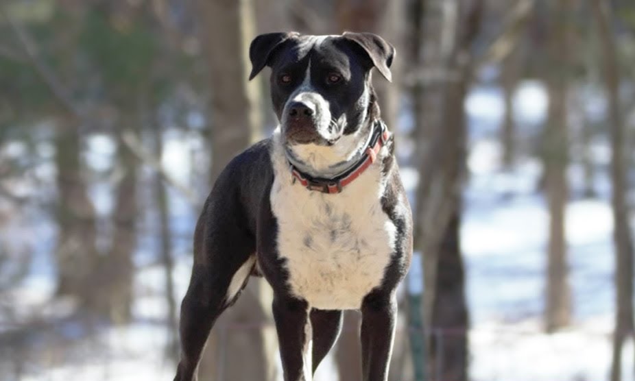 cutest pitbull mixes