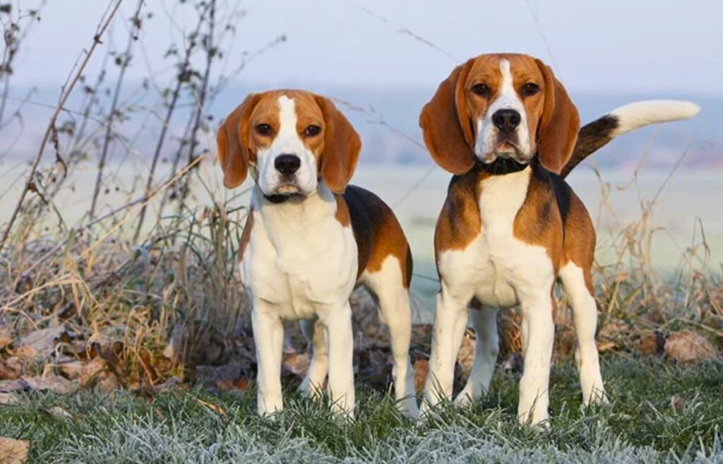 list of small dog breeds