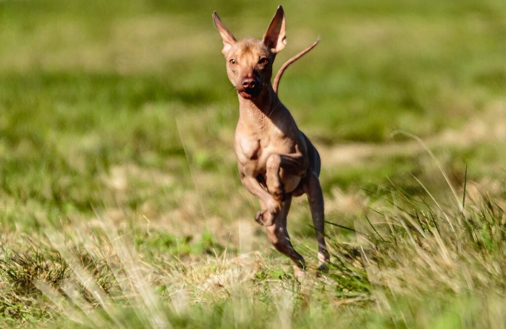 funniest looking dog breeds
