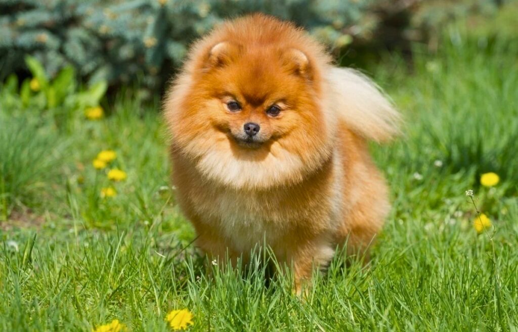 red head dog