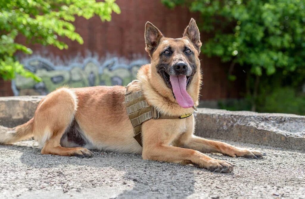 good service dog breeds