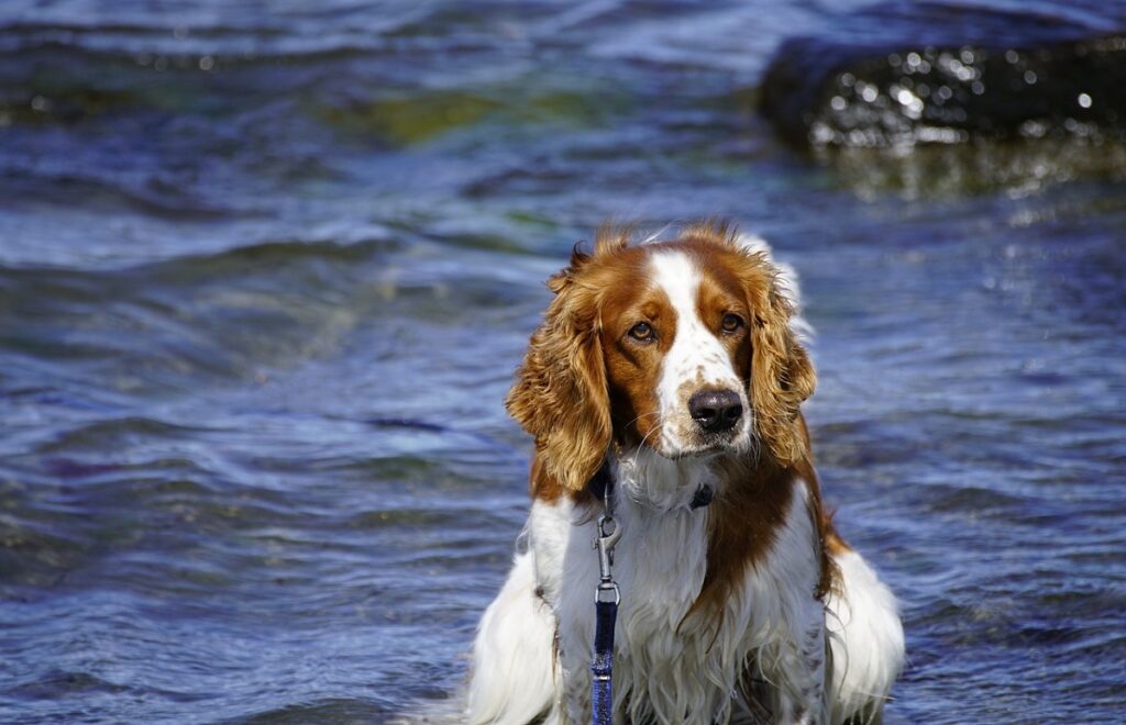 images of dogs