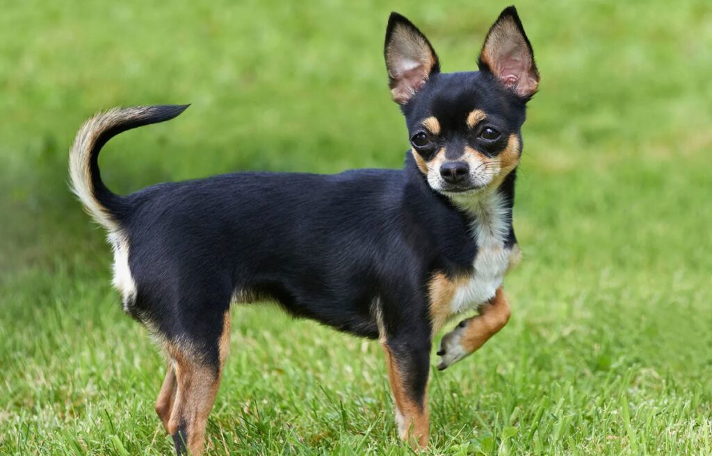 dog breeds small