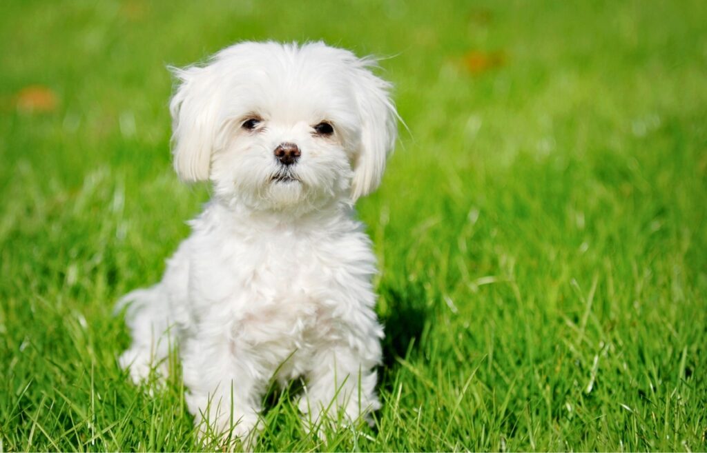 best small breed dogs