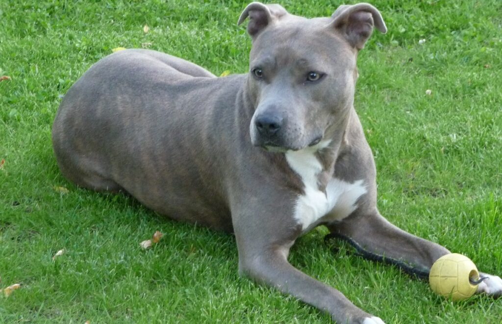 pit bull breeds