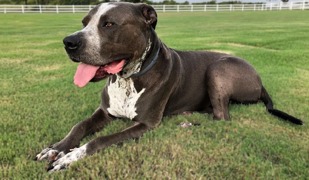pit bull terrier mix puppy