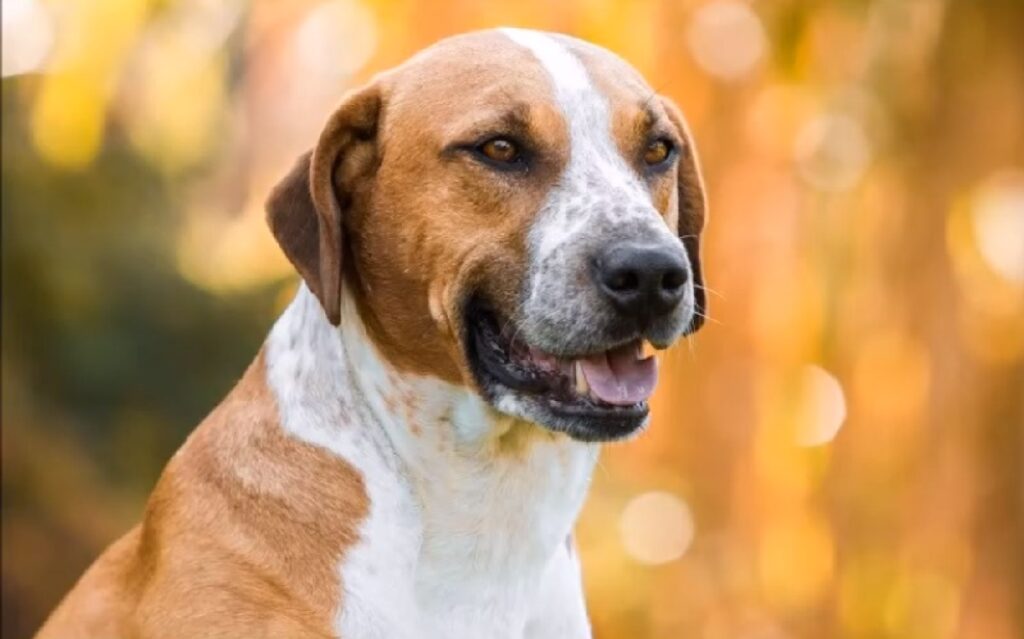 pitbull cross breeds
