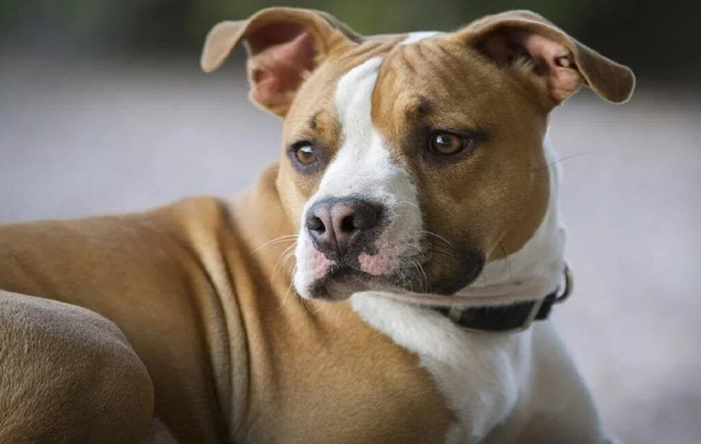 pitbull mix breeds