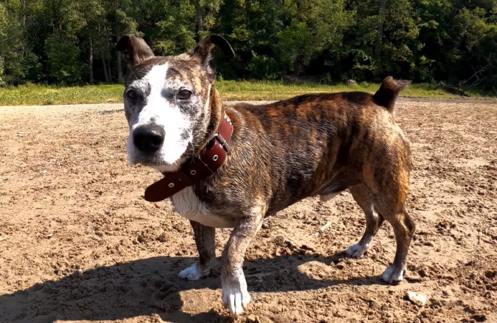 pitbull terrier mix puppy