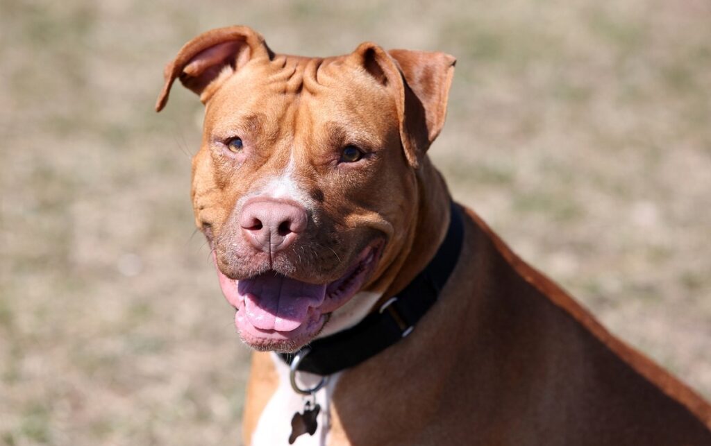 purebred pitbull