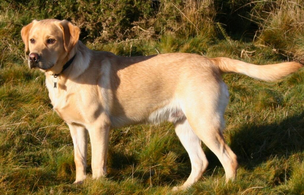 red hunting dog