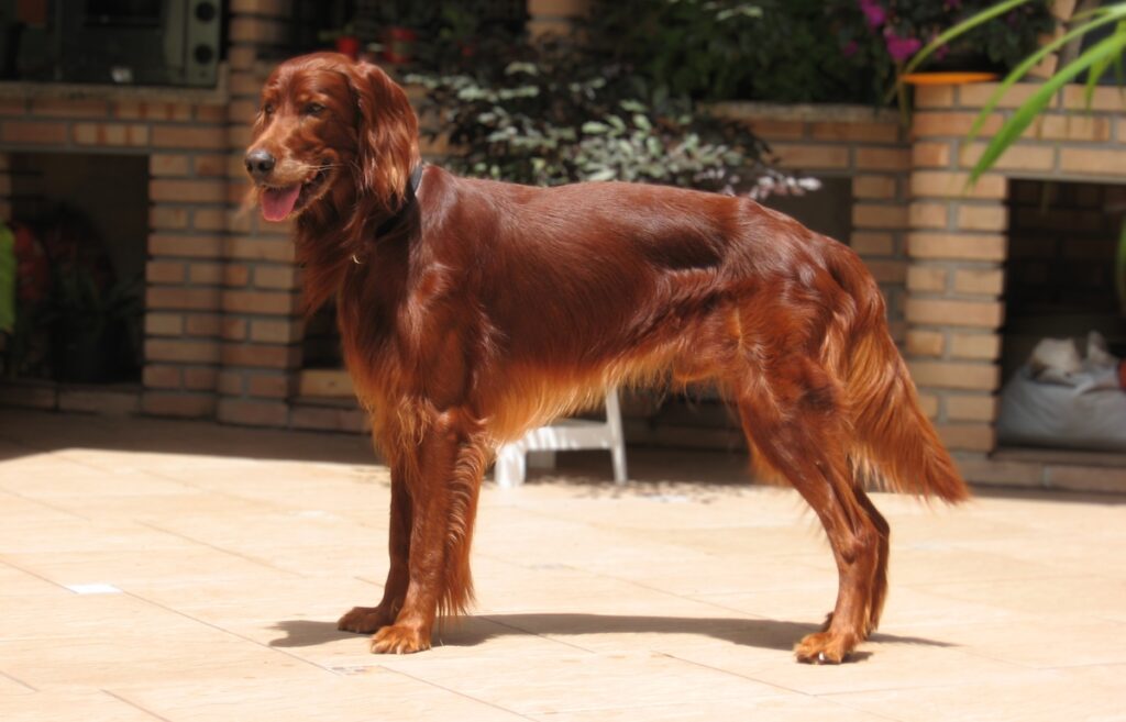 red dog breeds