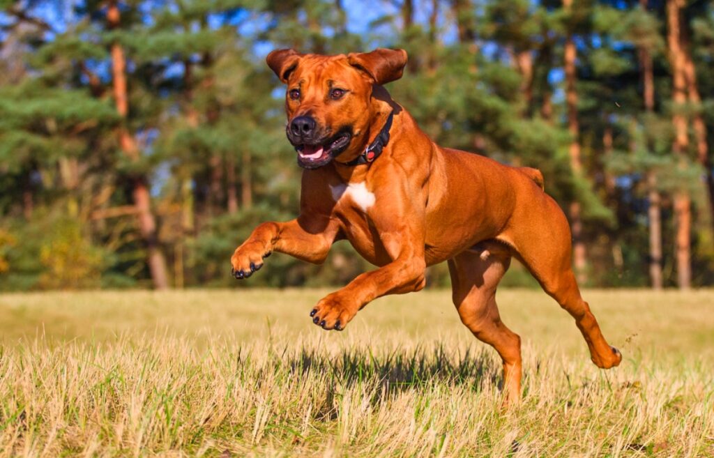 red hair dog
