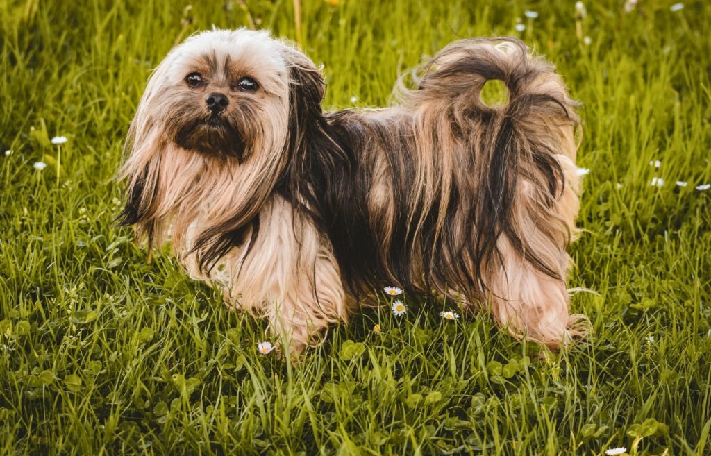 good small dogs
