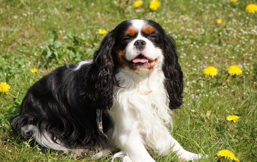 small black and white dog