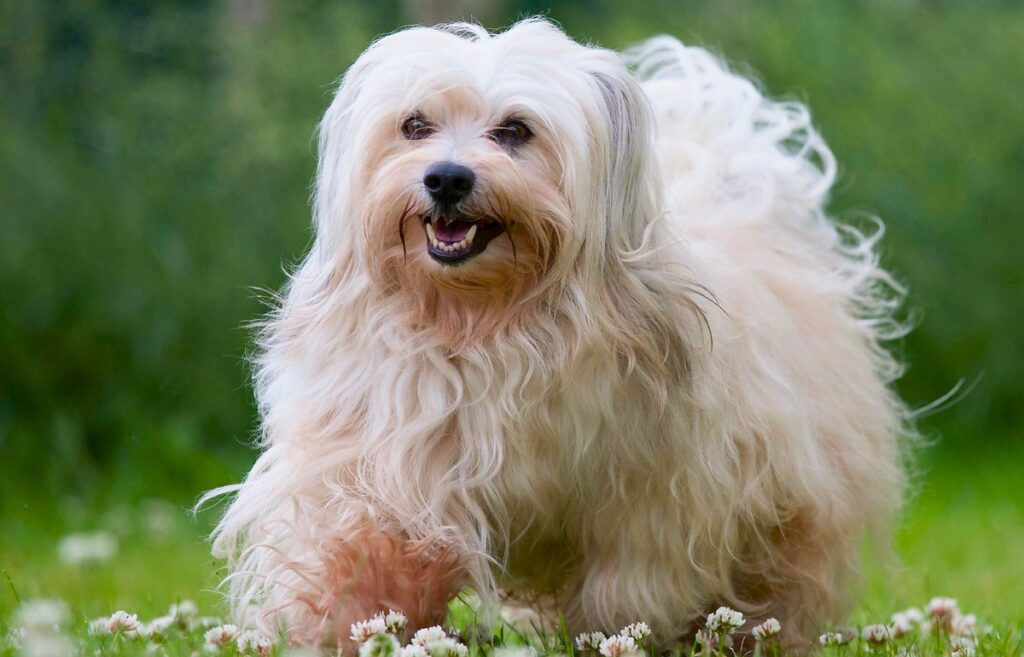 terrier breeds small