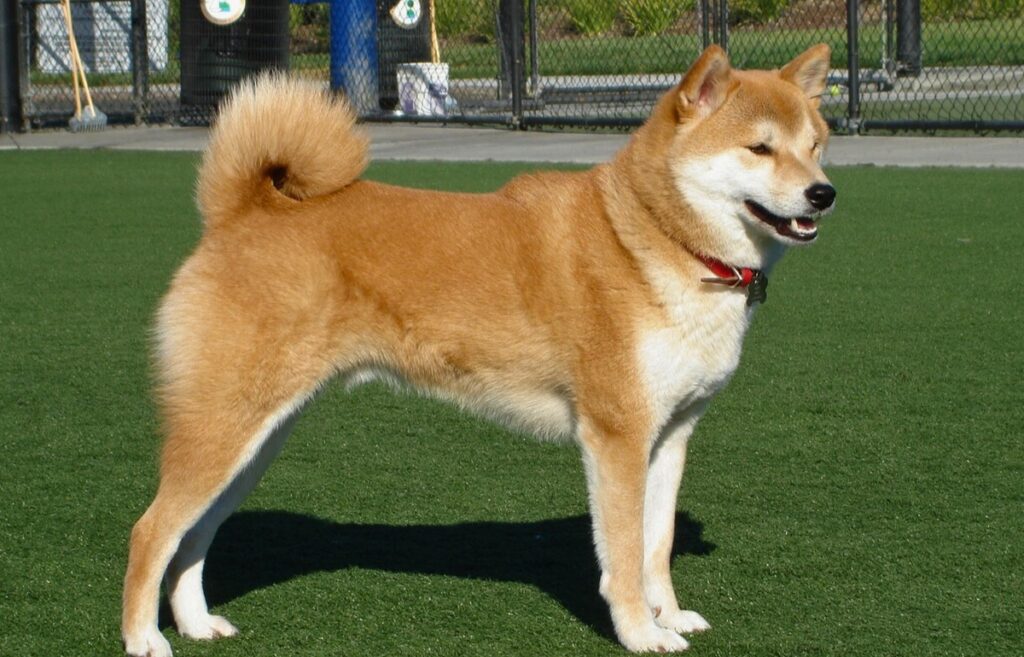 puppy small dog breeds