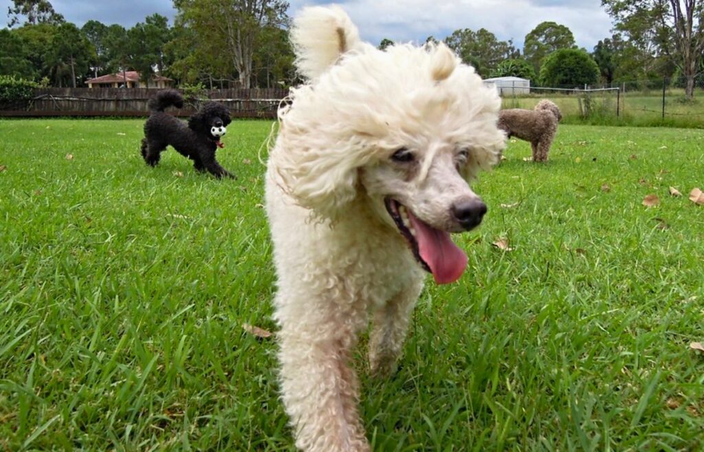 little dogs breeds