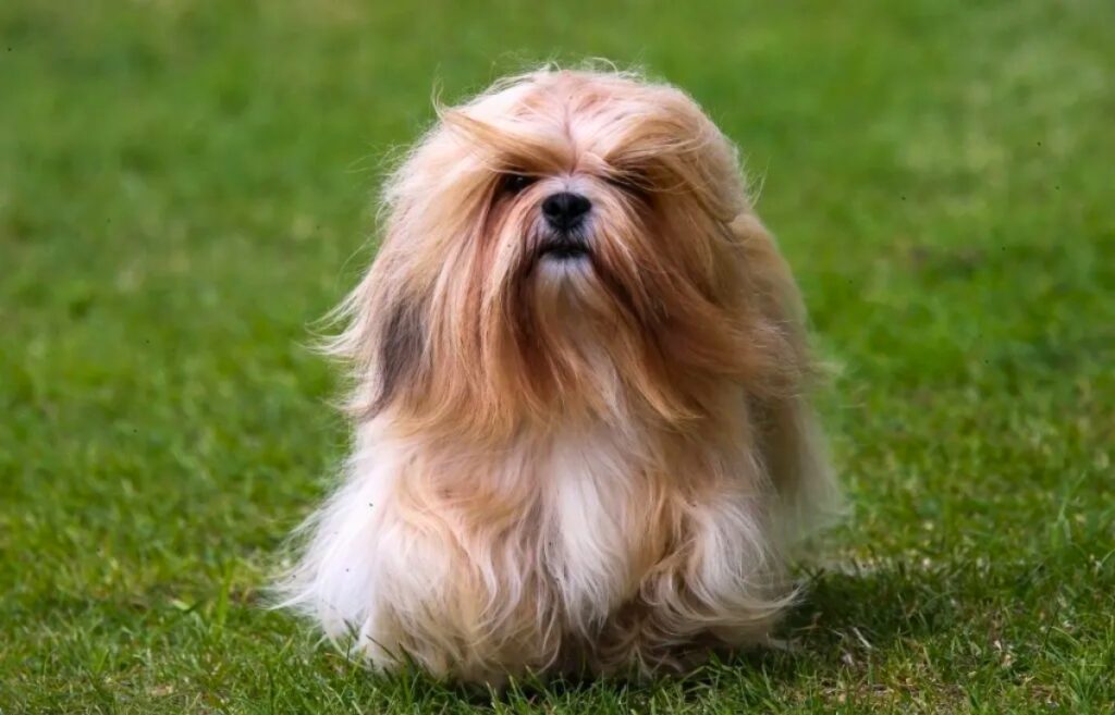 small breed puppies