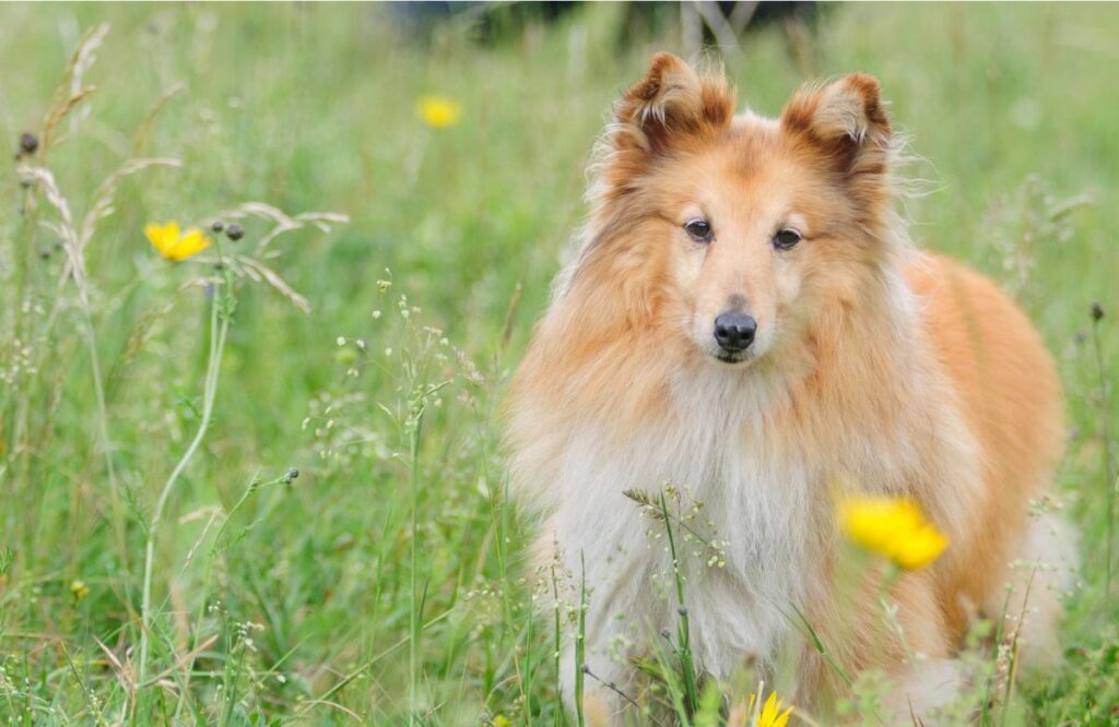 cute dogs breeds