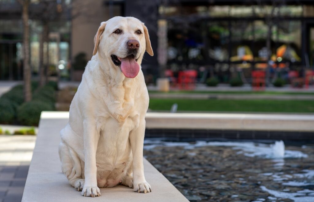 top cute dogs breeds