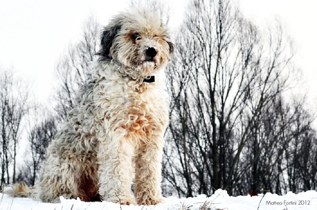 grey and white dogs