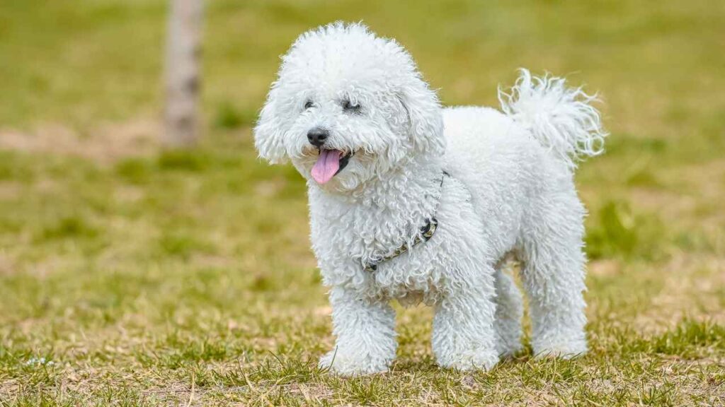 Poodle