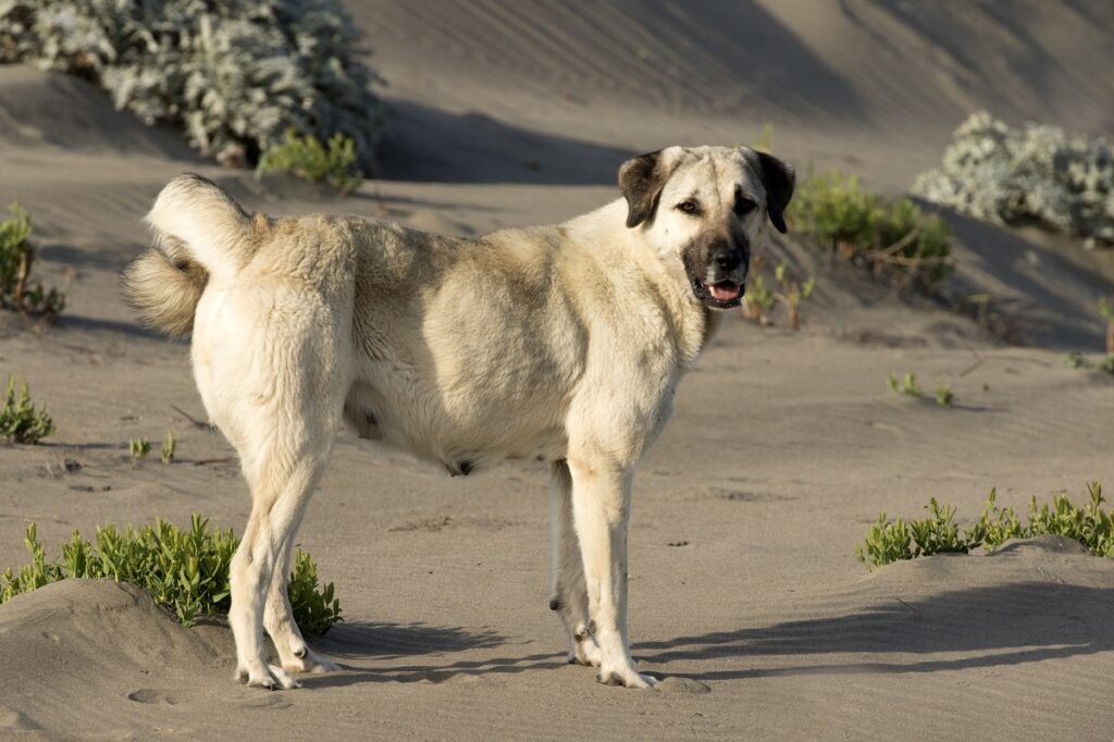 all shepherd breeds