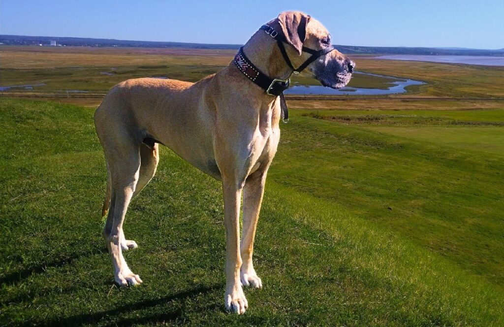 big calm dog breeds
