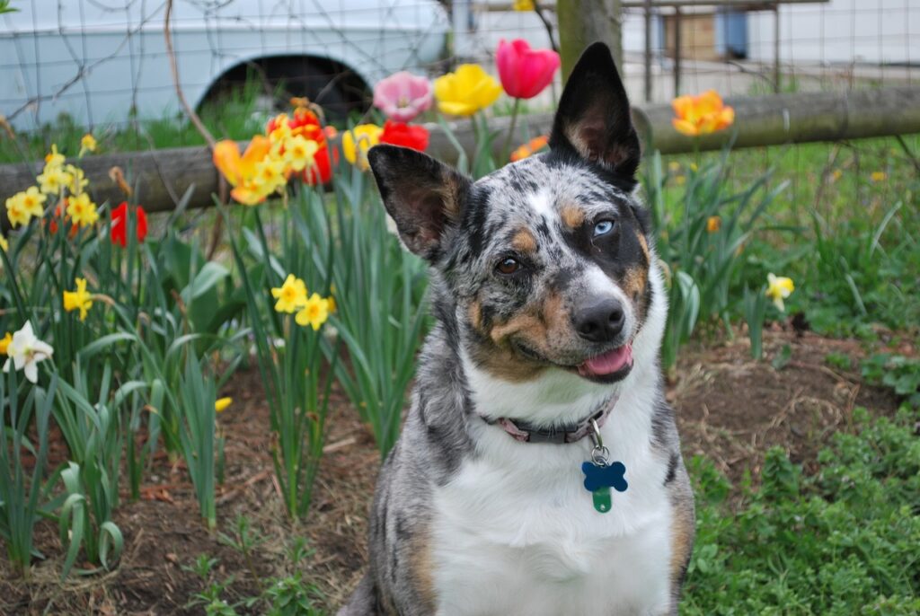 blue merle dog
